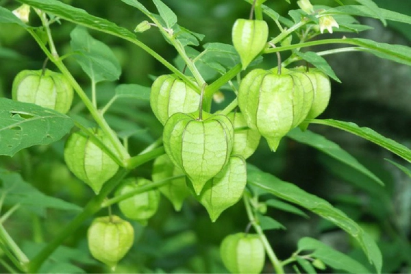 Cây lồng đèn giúp thải độc, mát gan và hỗ trợ tái tạo tế bào gan